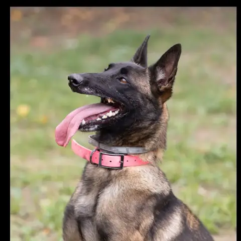 Laika