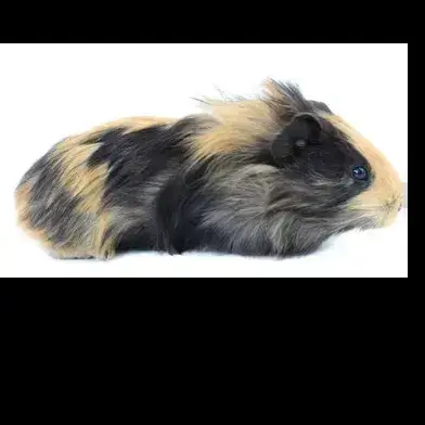 Inca