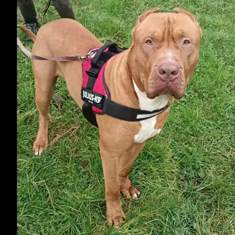 Tyson