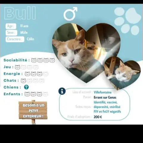 Bull