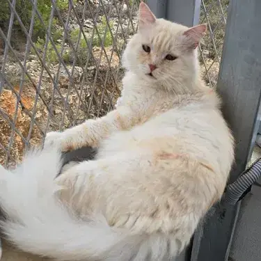 Marshmallow