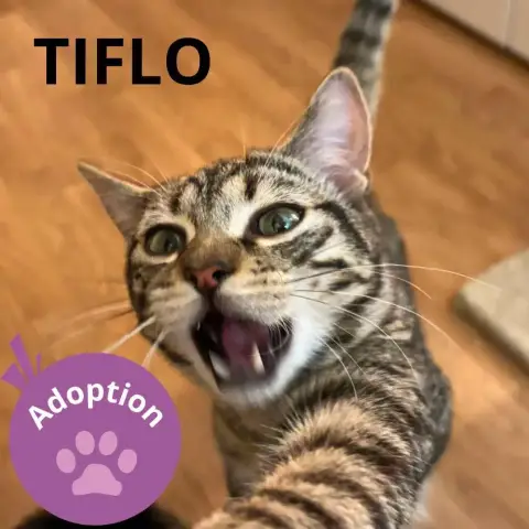 Tiflo