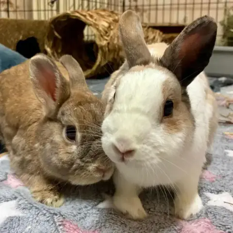 [À L'Adoption] Praline Et Nesquik