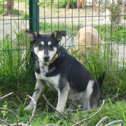 Daisy photo 3