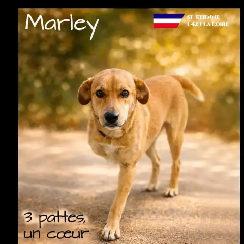 Marley