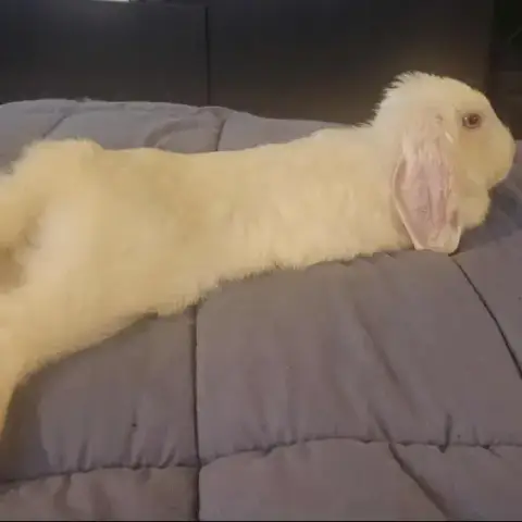 [Bientôt À L'Adoption] Naboo photo 2