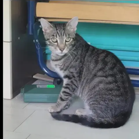 Meowrice photo 2
