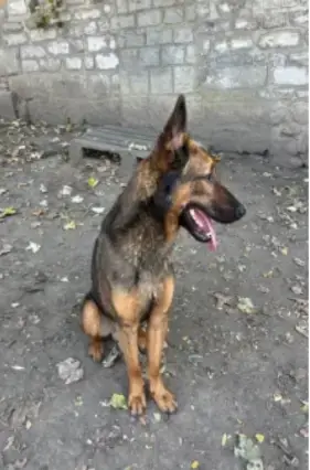 Uzor