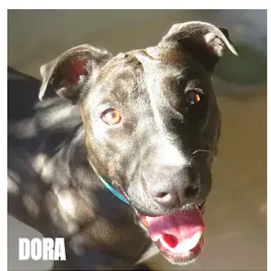 Dora