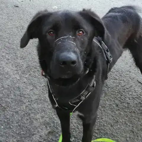 Blacky photo 2
