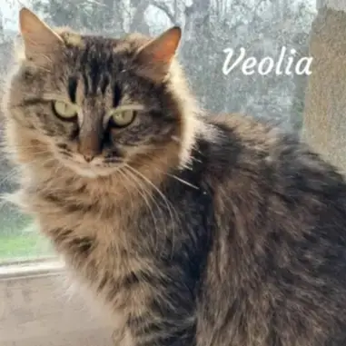 Veolia photo 2