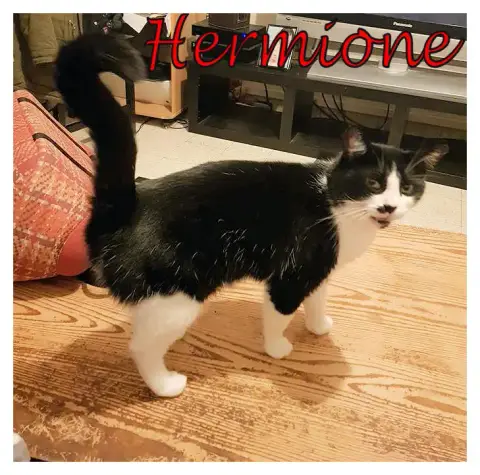 Hermione