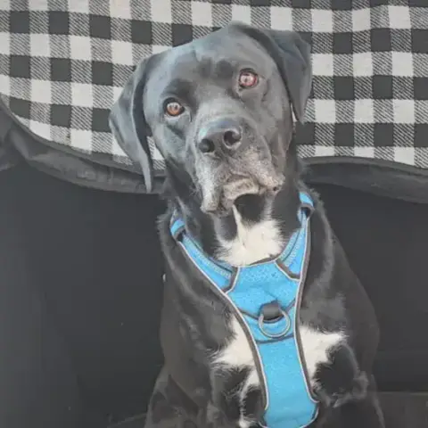 Zephyr