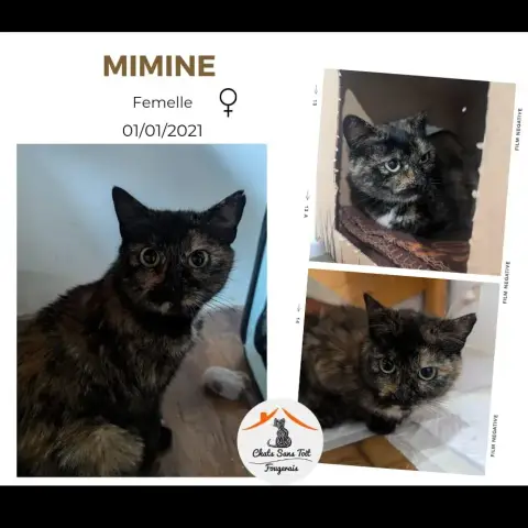 Mimine
