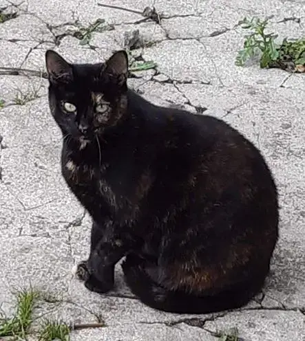 Precieuse