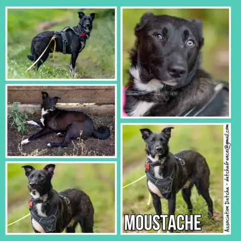 Moustache