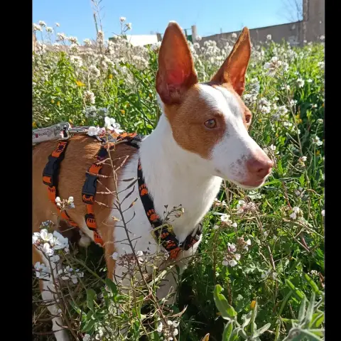 Mia