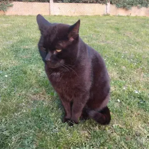 Baloo photo 3