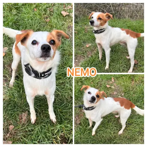 Nemo