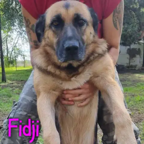 Fidji