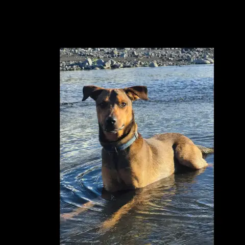 Baloo photo 2