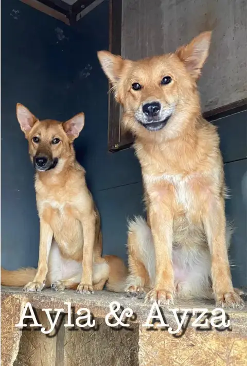 Ayla Adoptée