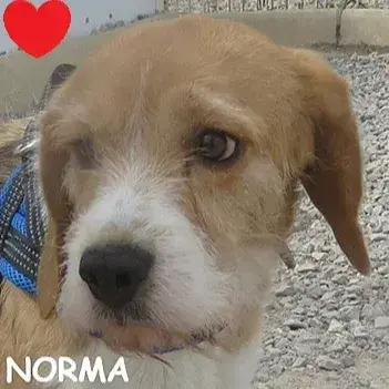 Norma