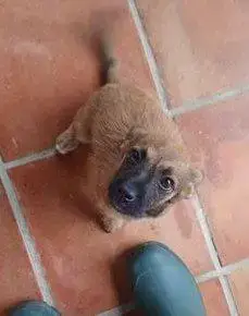 Poukie