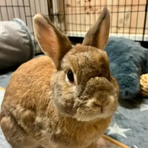 [À L'Adoption] Praline Et Nesquik photo 2