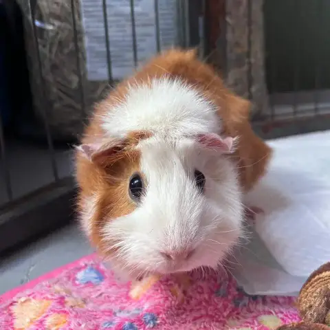 Nala