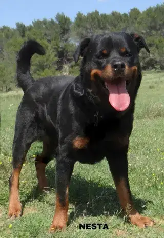 Nesta