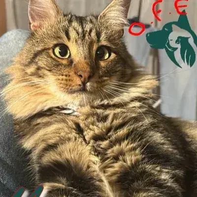 Mimi