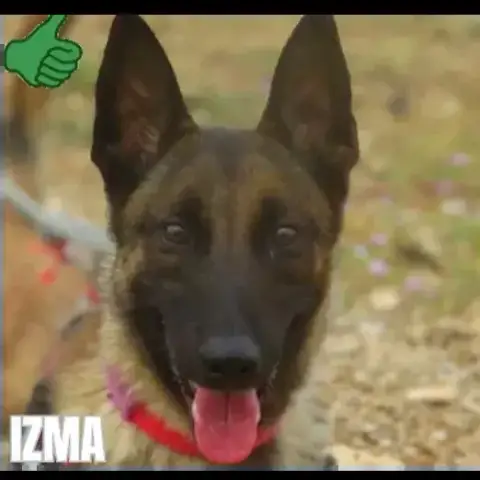 Izma