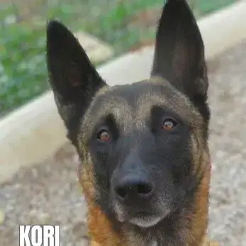 Kori