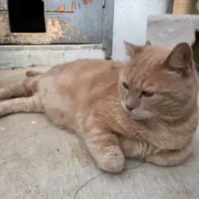Garfield