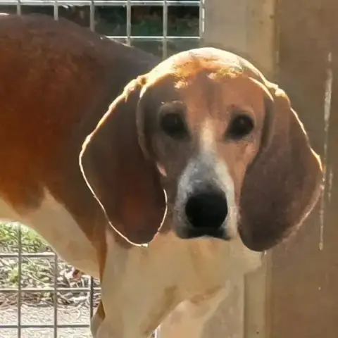 Marcellino