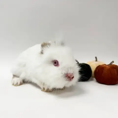 Banane