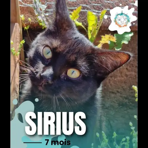Sirius