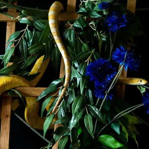 Citron photo 2