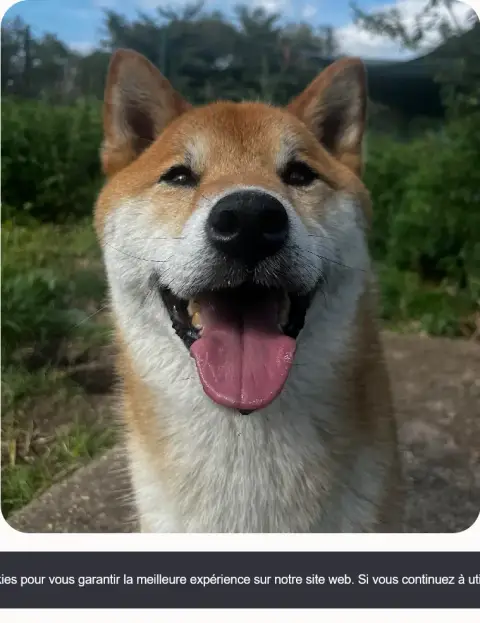 Foxi