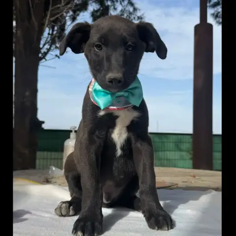 Onyx(Martina)
