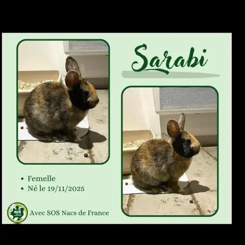 Sarabi