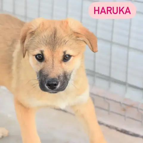 Haruka