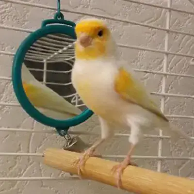 Léo