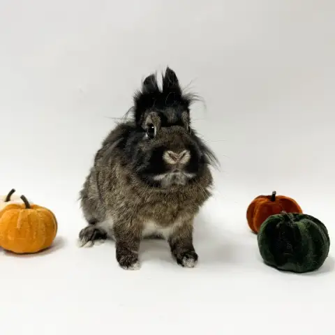 Nano