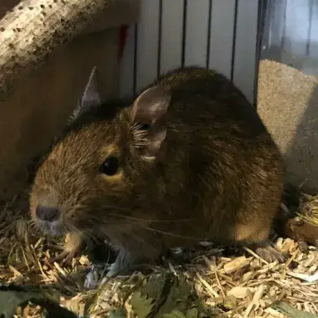 Tigrou