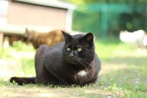 Garfield
