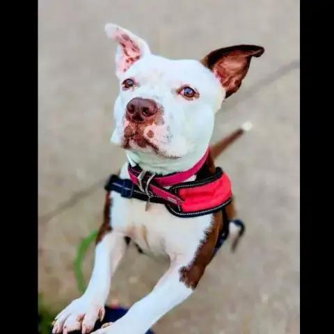 Layka