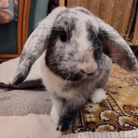 Bunny