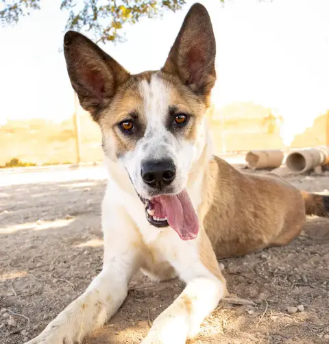 Rocko